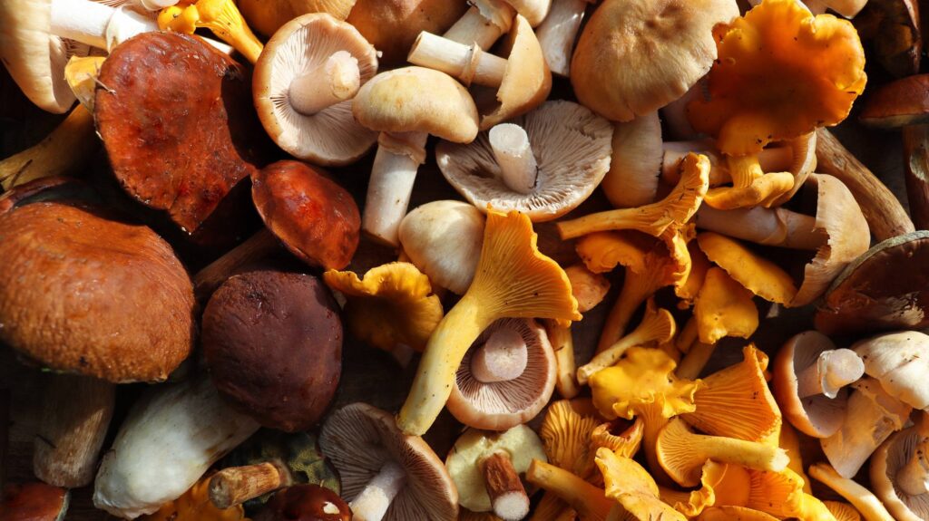 Gourmet mushrooms on cutting board