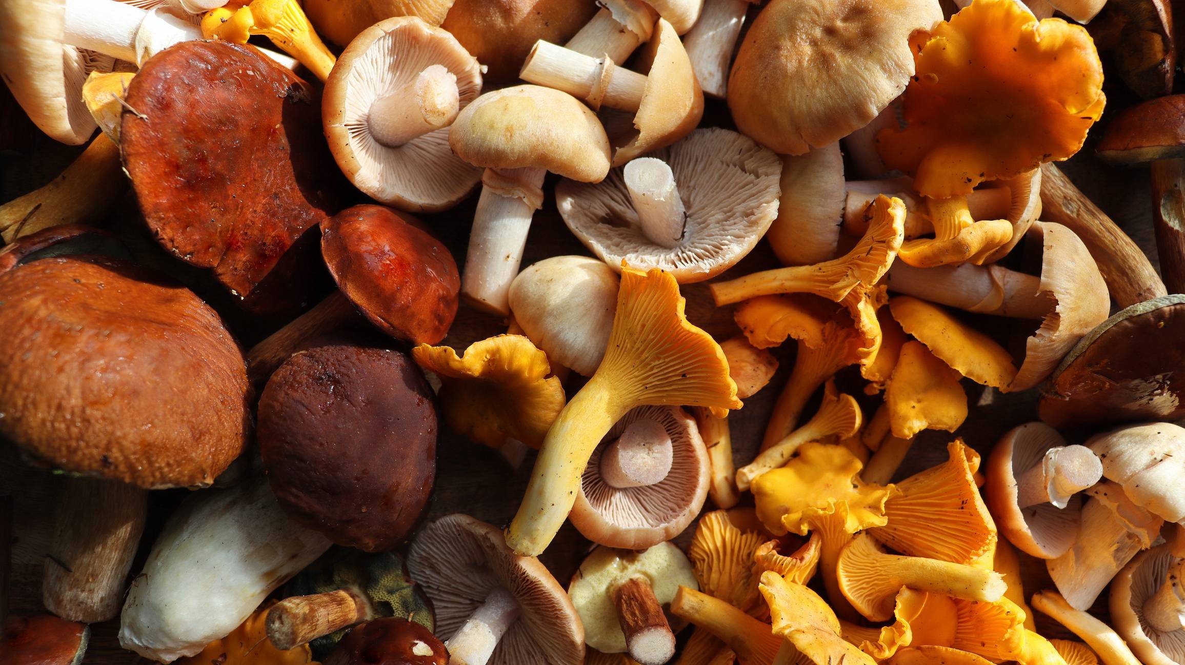 Gourmet mushrooms on cutting board